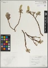 Foto von Salix lanata L.